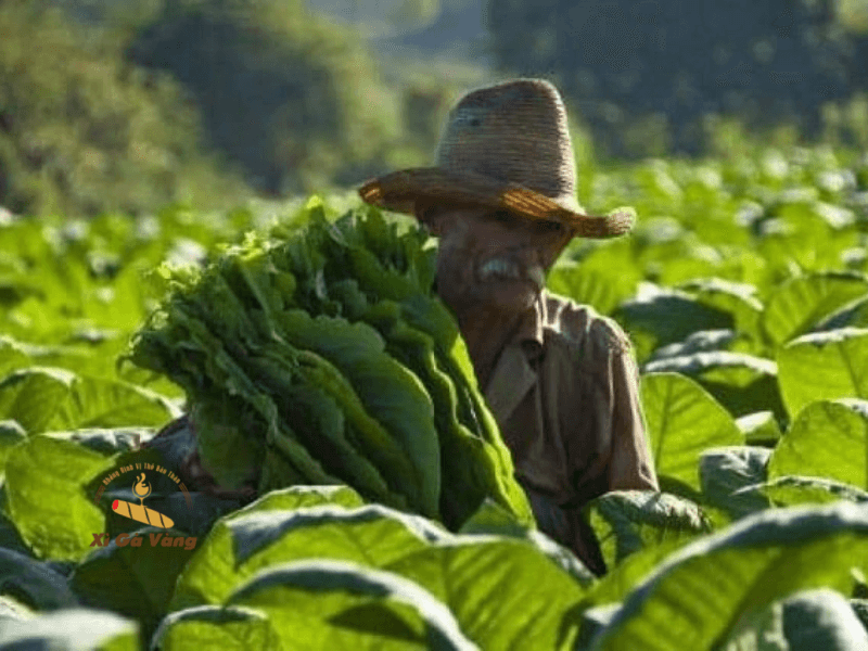 Những vùng đất huyền thoại gieo trồng lá thuốc